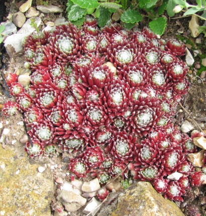 Sempervivum 'Red Spider' 